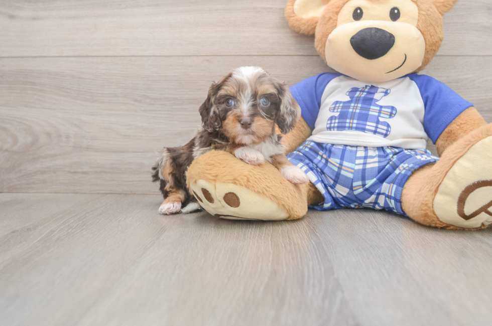 6 week old Cavapoo Puppy For Sale - Premier Pups