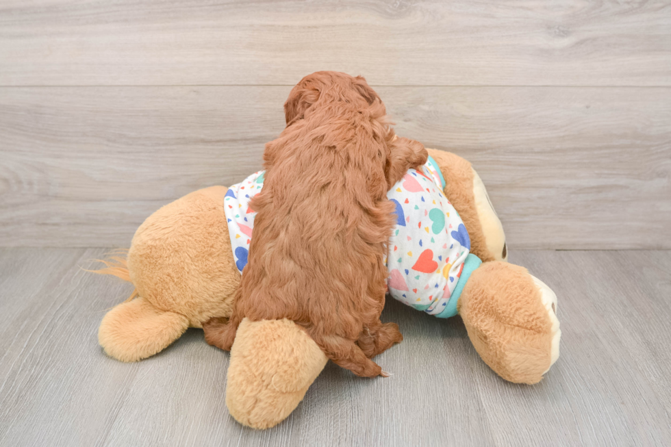 Funny Cavapoo Poodle Mix Pup