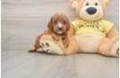 Best Cavapoo Baby