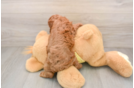 Best Cavapoo Baby