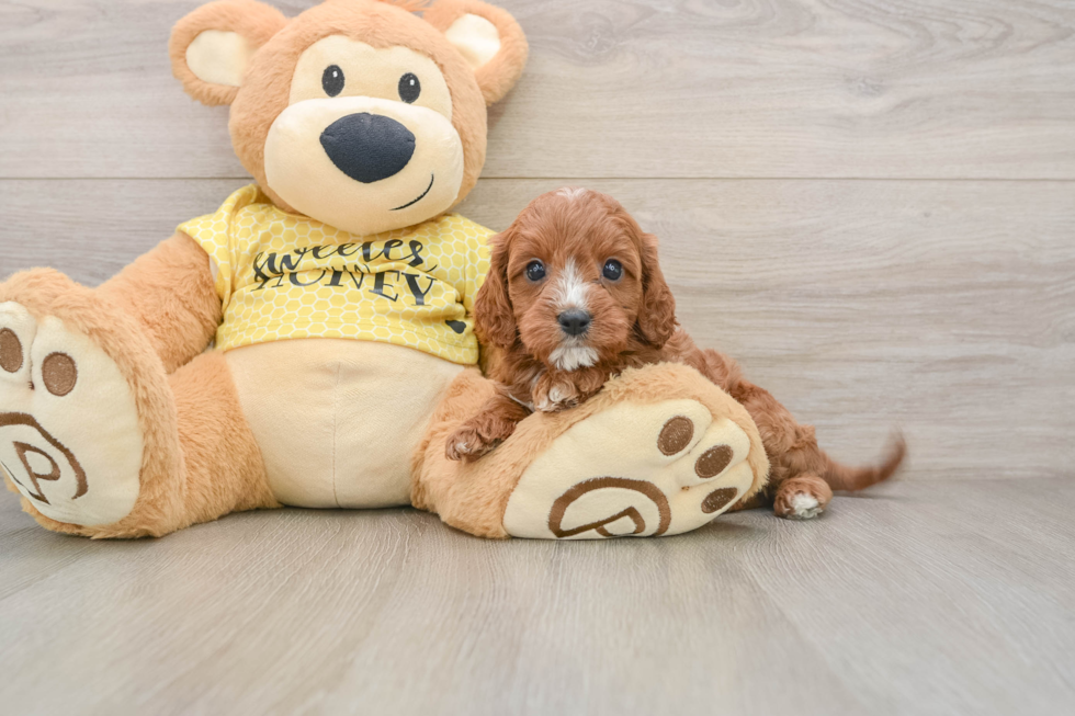 Funny Cavapoo Poodle Mix Pup