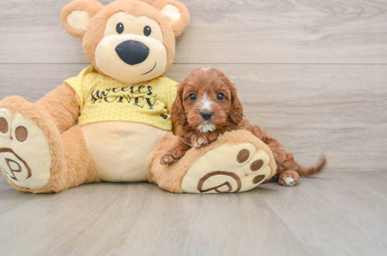 Funny Cavapoo Poodle Mix Pup