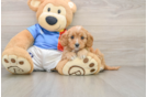 Best Cavapoo Baby