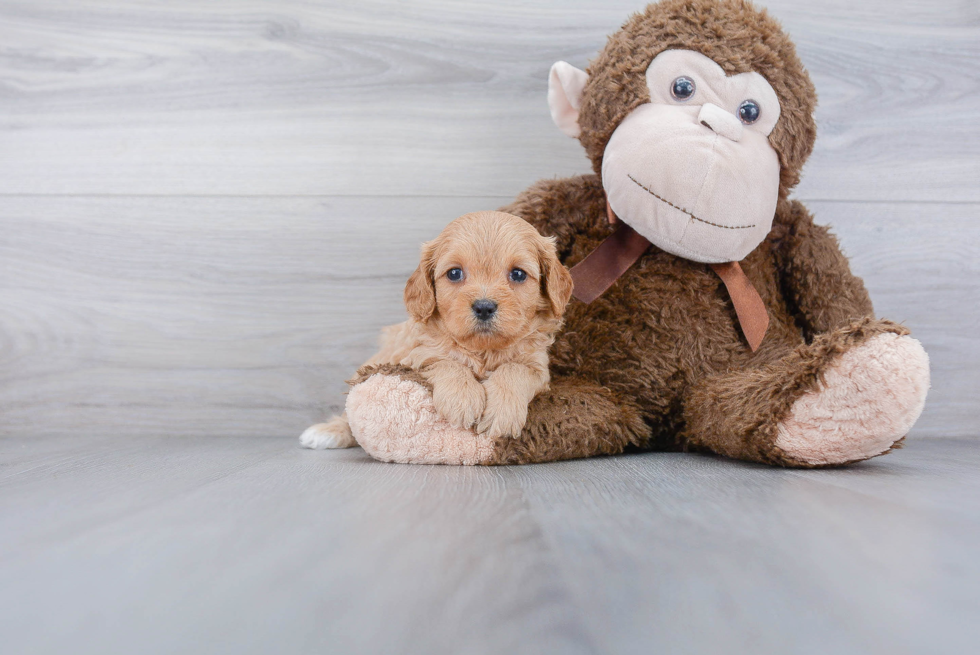 Adorable Cavoodle Poodle Mix Puppy