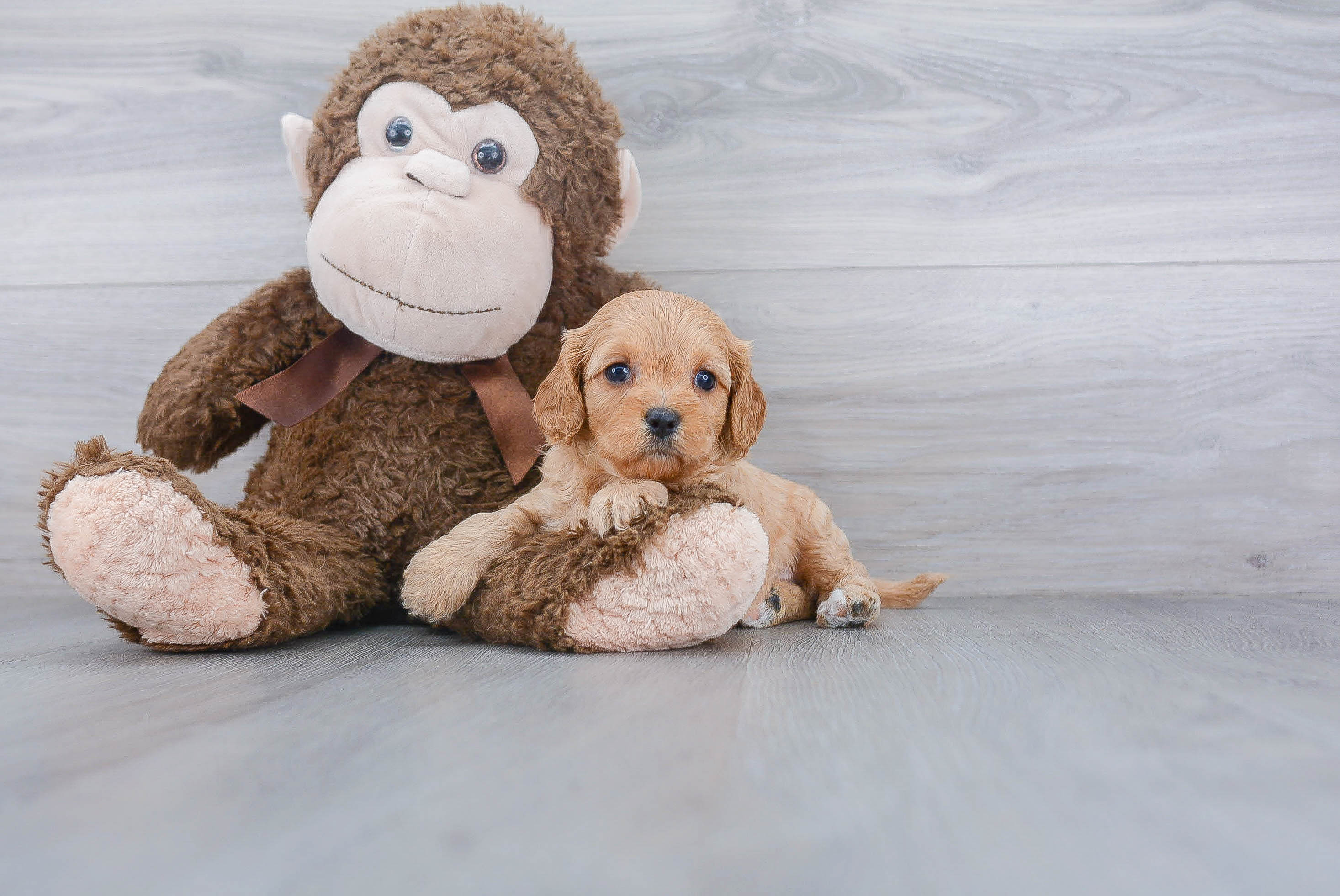 Best Cavapoo Baby