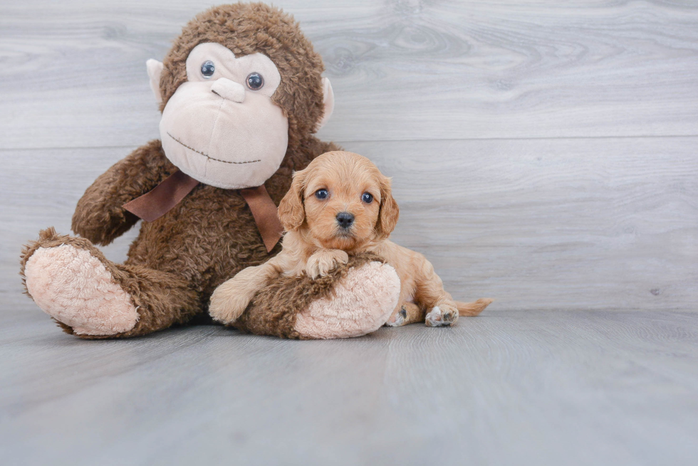 Best Cavapoo Baby