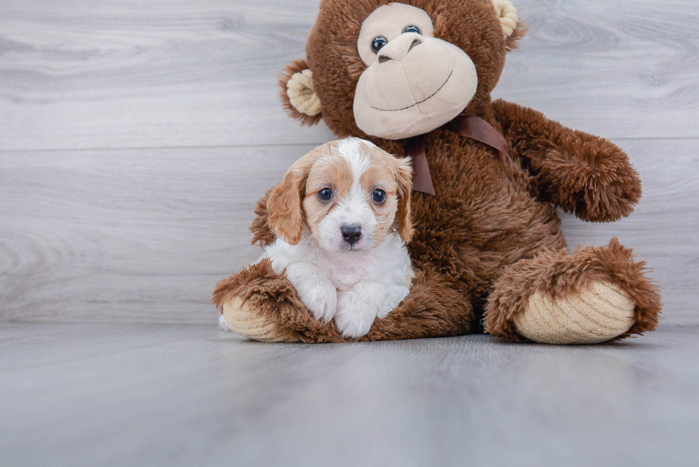 Cavapoo Puppy for Adoption