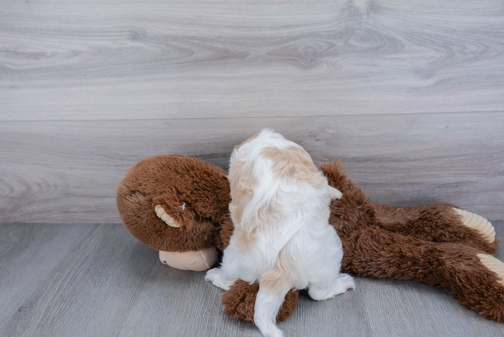 Adorable Cavoodle Poodle Mix Puppy