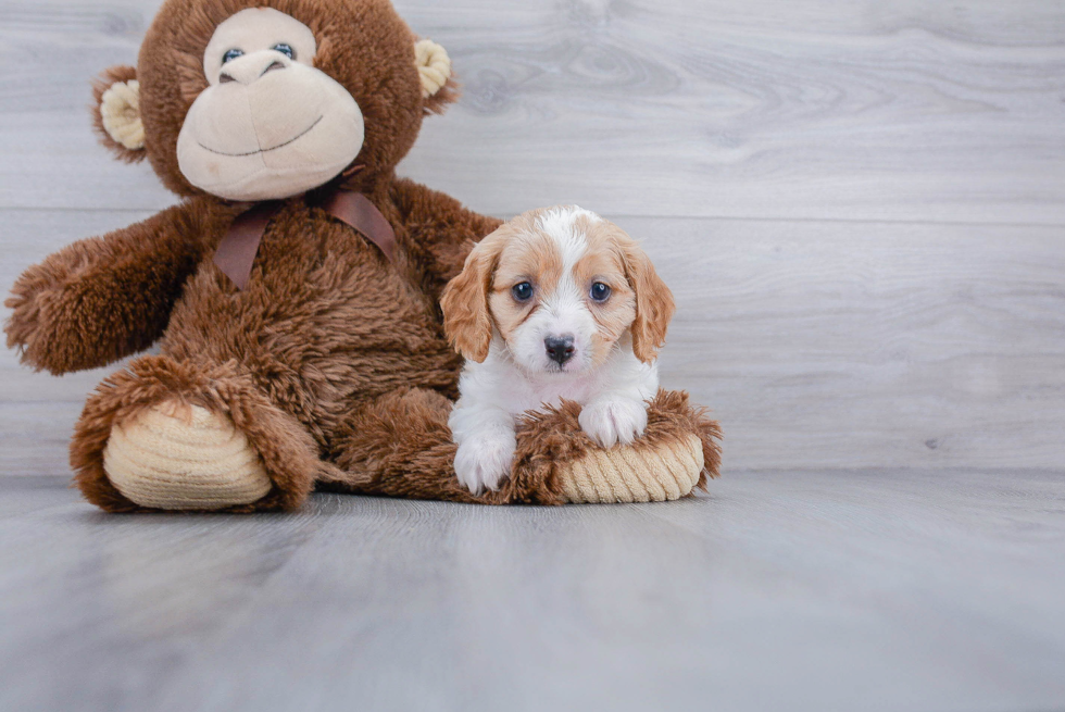 Best Cavapoo Baby