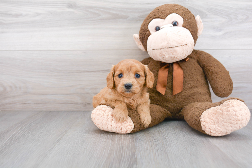 Best Cavapoo Baby