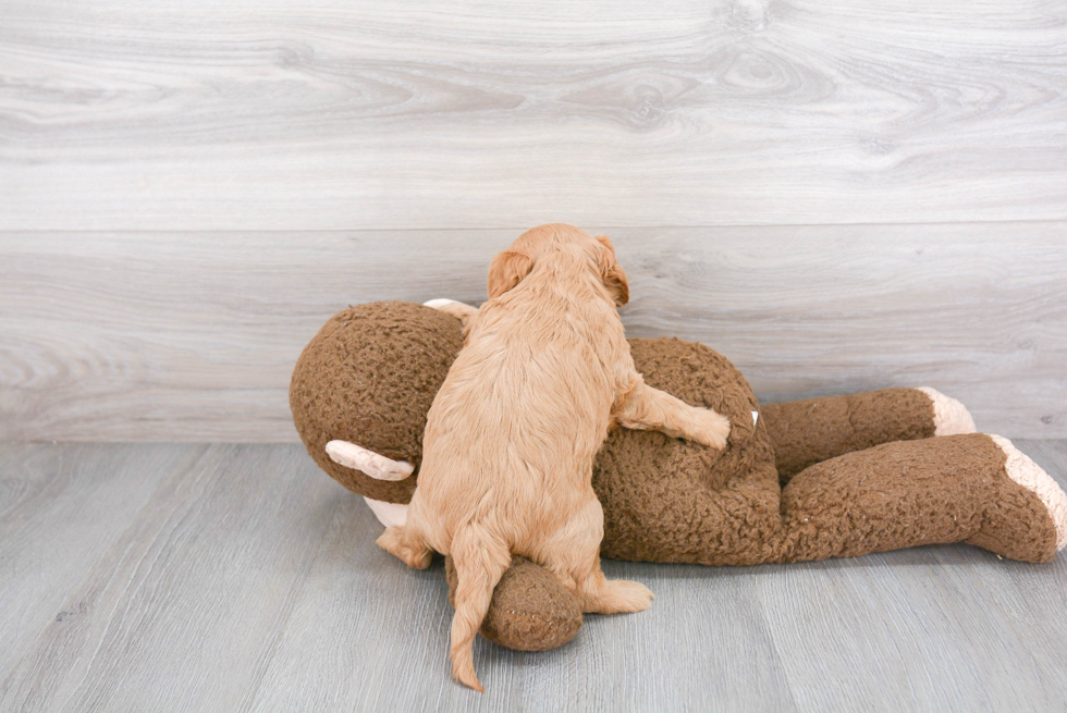 Cavapoo Pup Being Cute