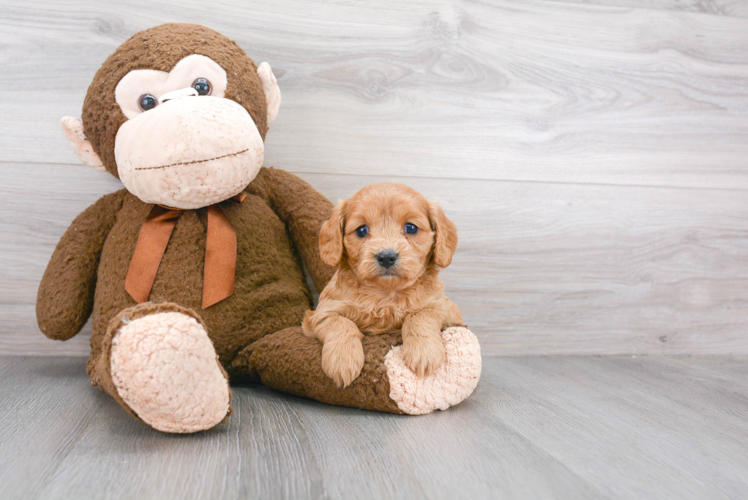 Energetic Cavoodle Poodle Mix Puppy