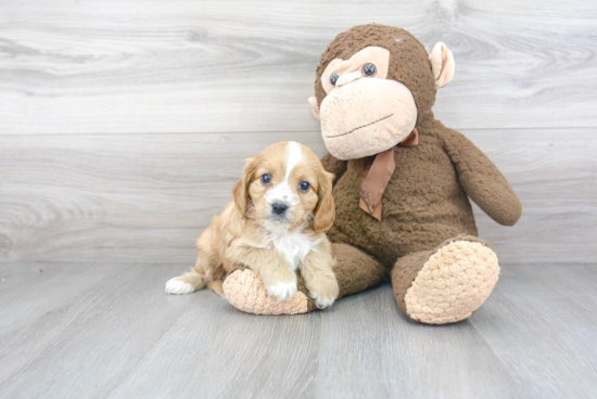 Cute Cavapoo Baby