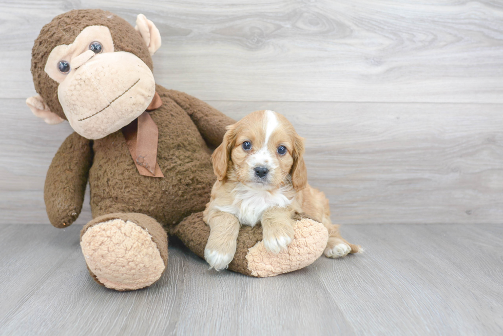 Friendly Cavapoo Baby