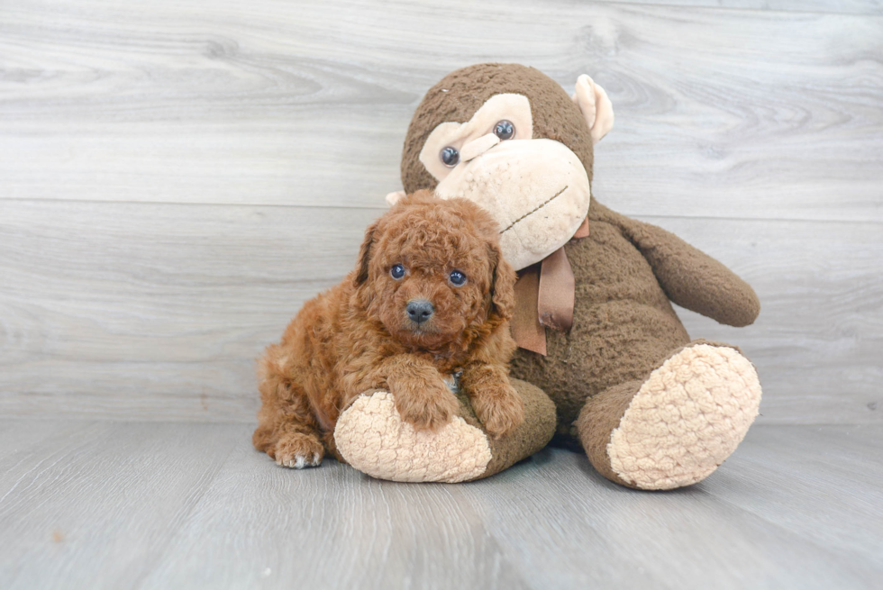 Cavapoo Puppy for Adoption