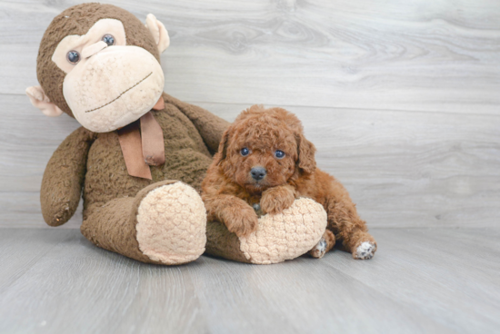 Adorable Cavoodle Poodle Mix Puppy