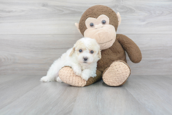 Cavapoo Pup Being Cute