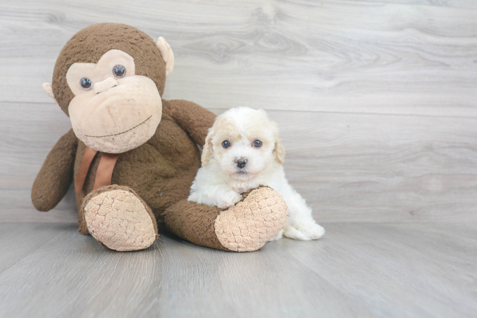 Best Cavapoo Baby