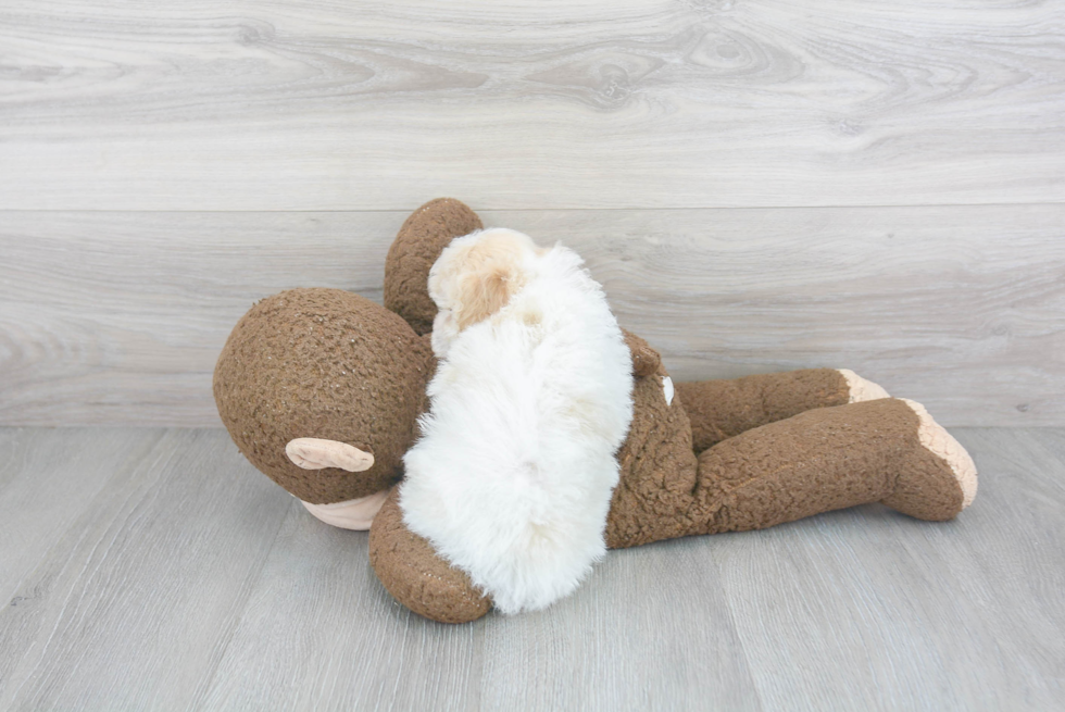 Cavapoo Pup Being Cute