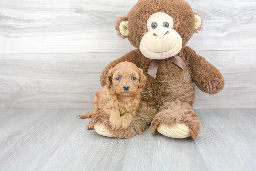 Cute Cavapoo Baby