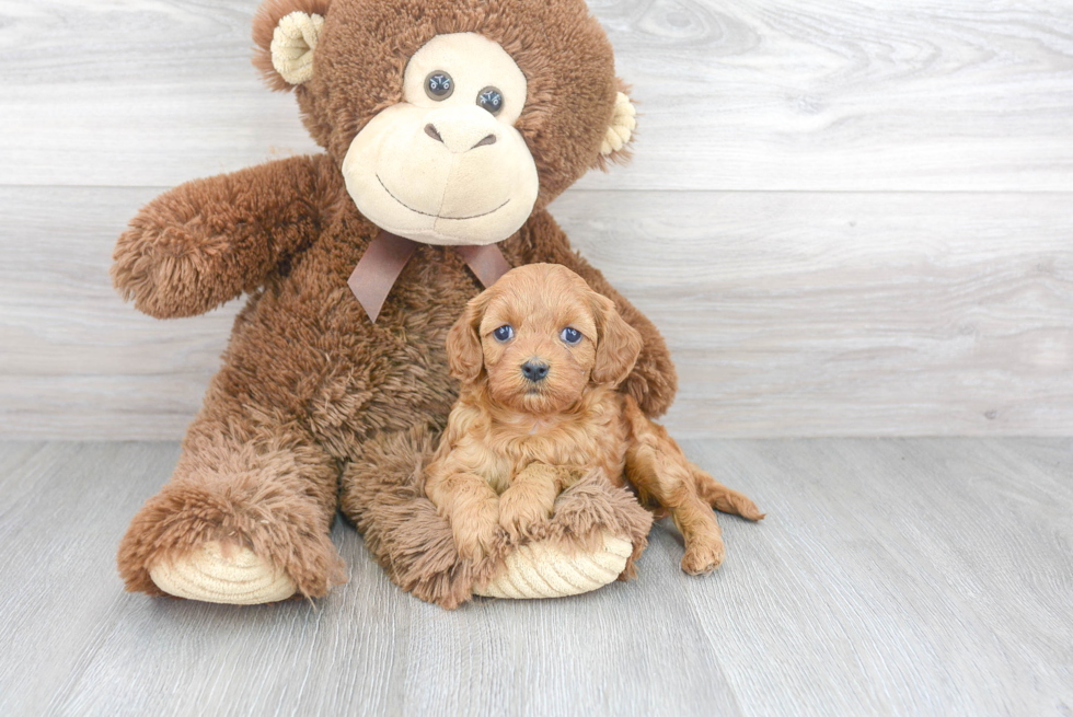 Fluffy Cavapoo Poodle Mix Pup