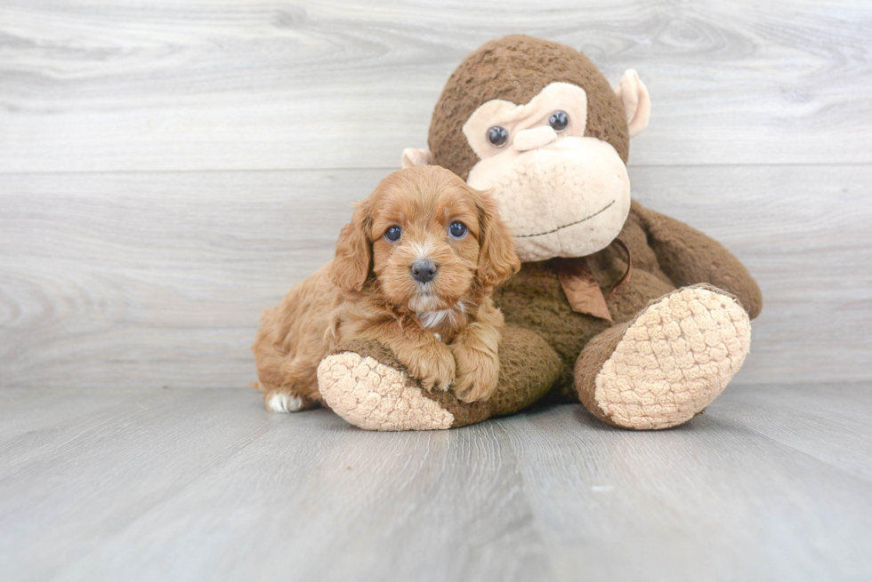 Cavapoo Puppy for Adoption