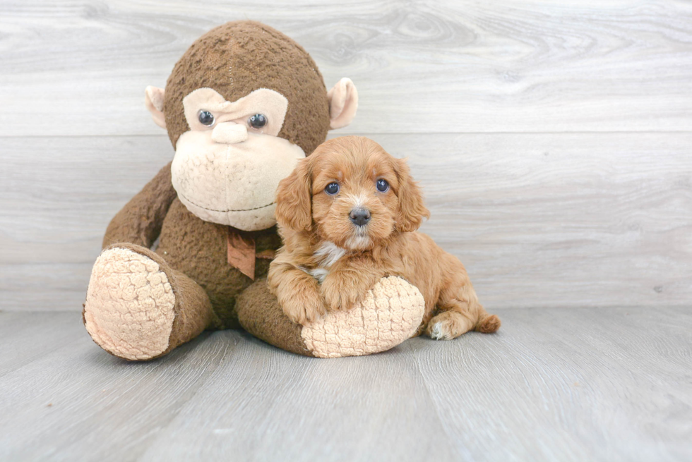 Best Cavapoo Baby