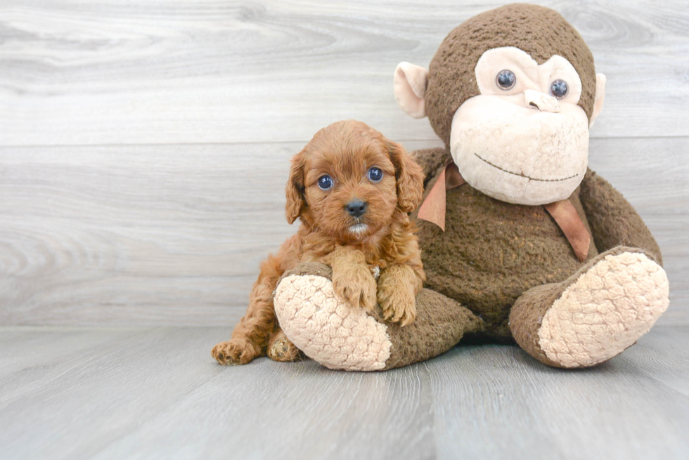 Cavapoo Pup Being Cute