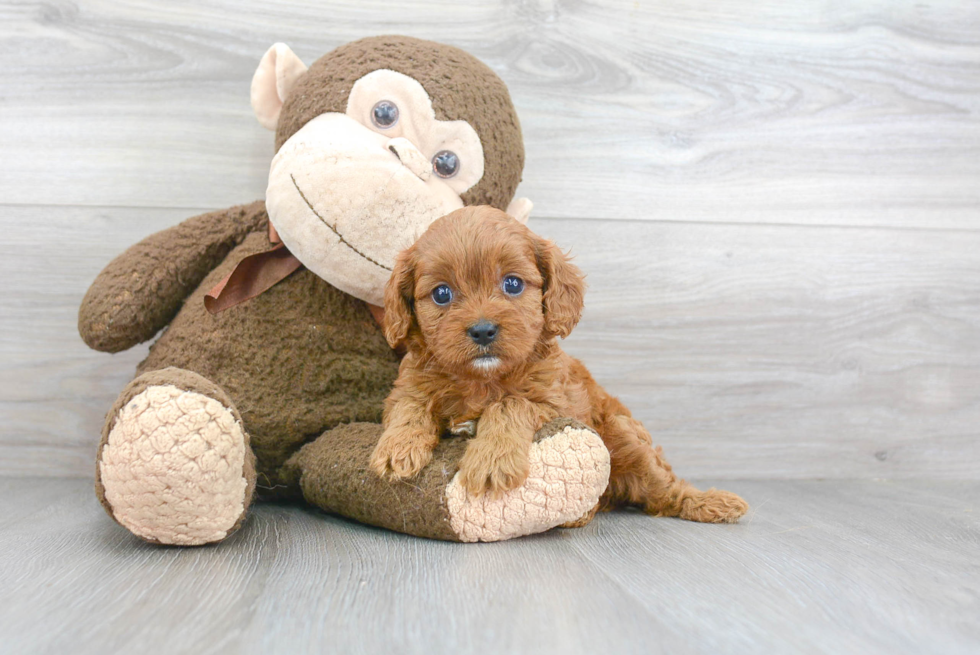 Best Cavapoo Baby