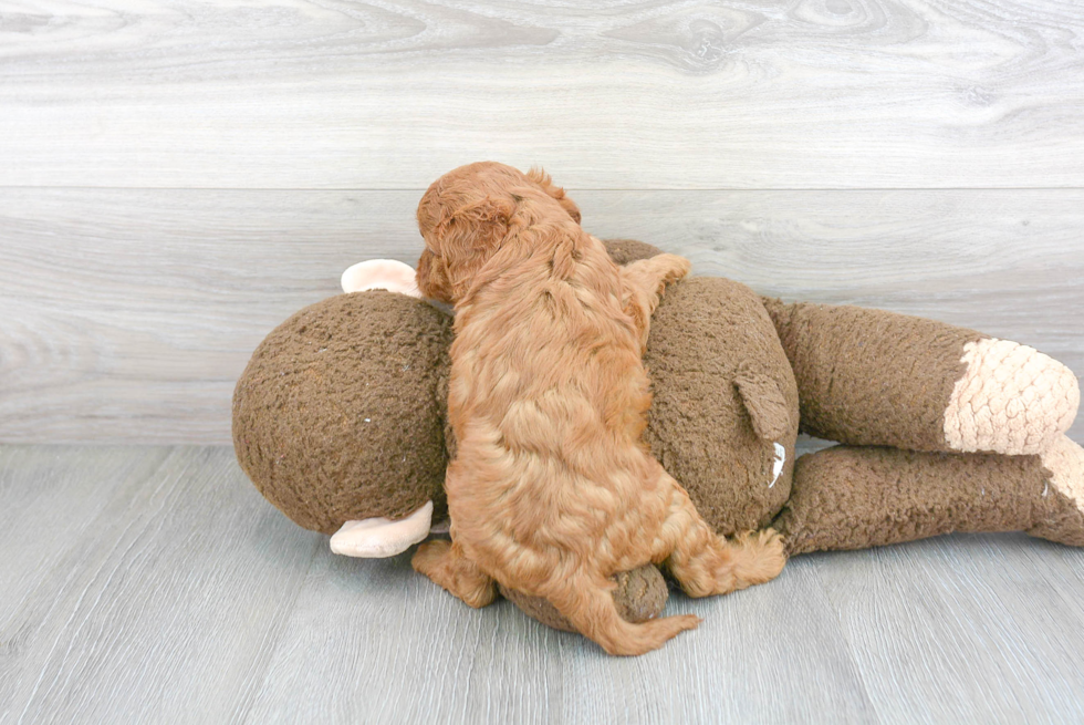 Smart Cavapoo Poodle Mix Pup