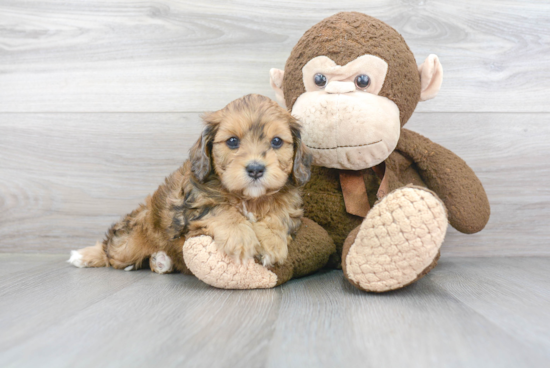 Cavapoo Puppy for Adoption