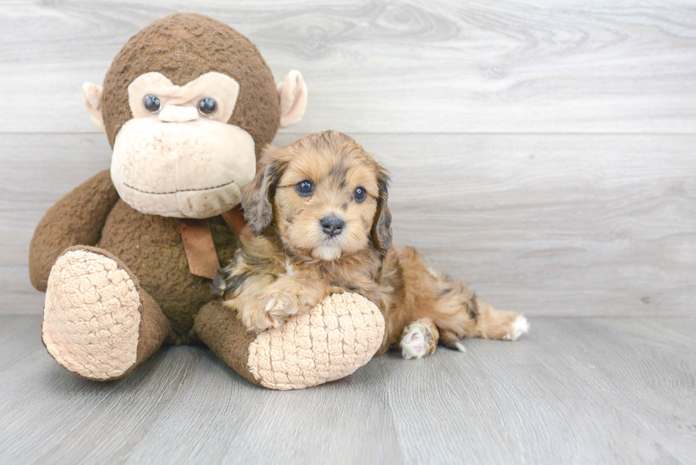 Cavapoo Puppy for Adoption