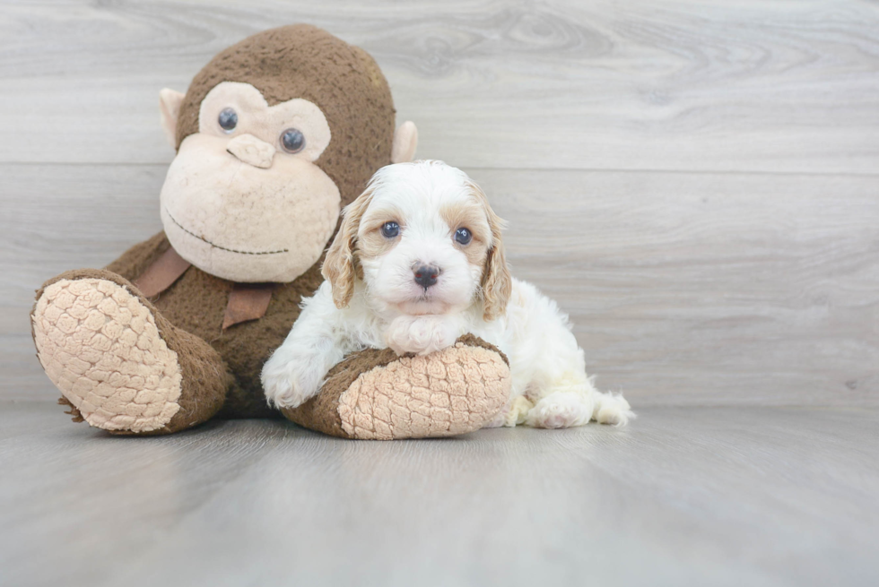 Friendly Cavapoo Baby