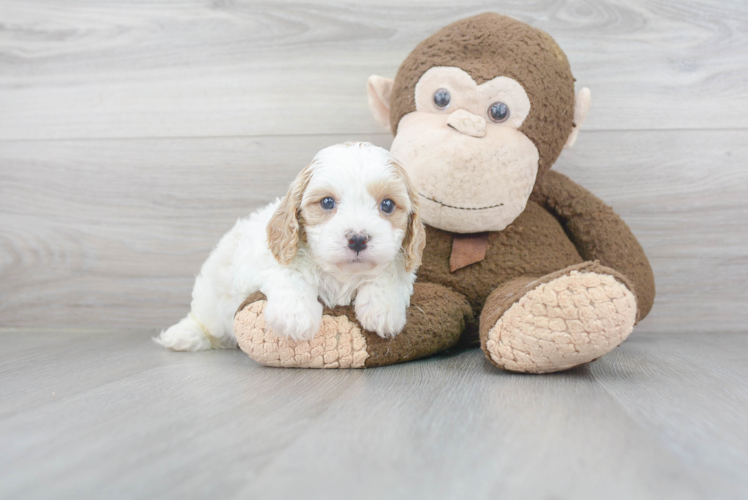 Popular Cavapoo Poodle Mix Pup