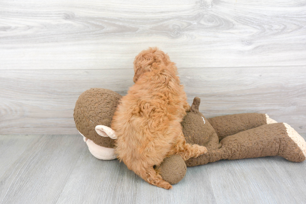 Funny Cavapoo Poodle Mix Pup