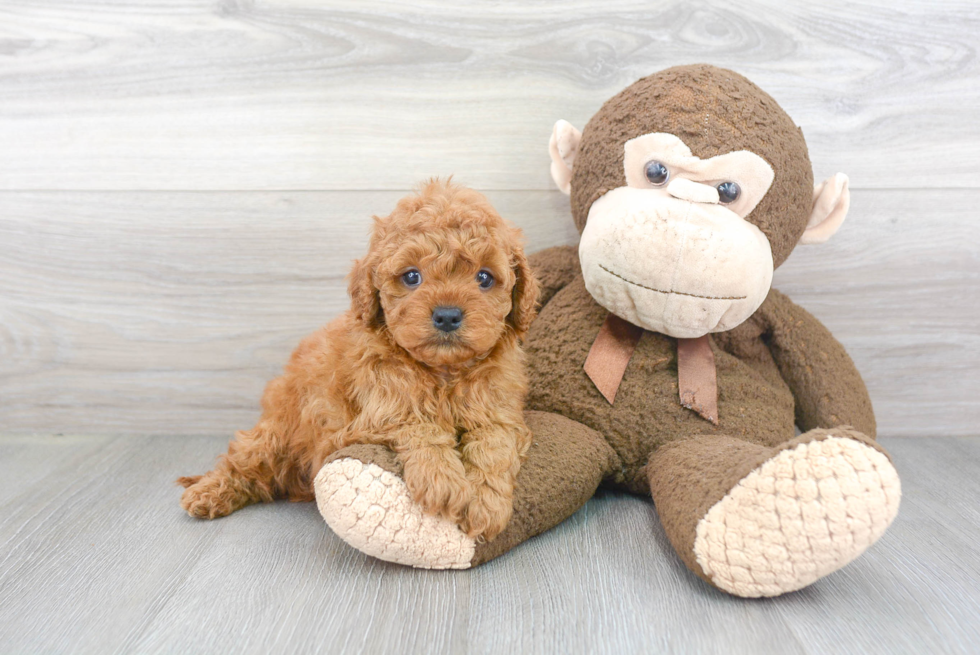 Best Cavapoo Baby