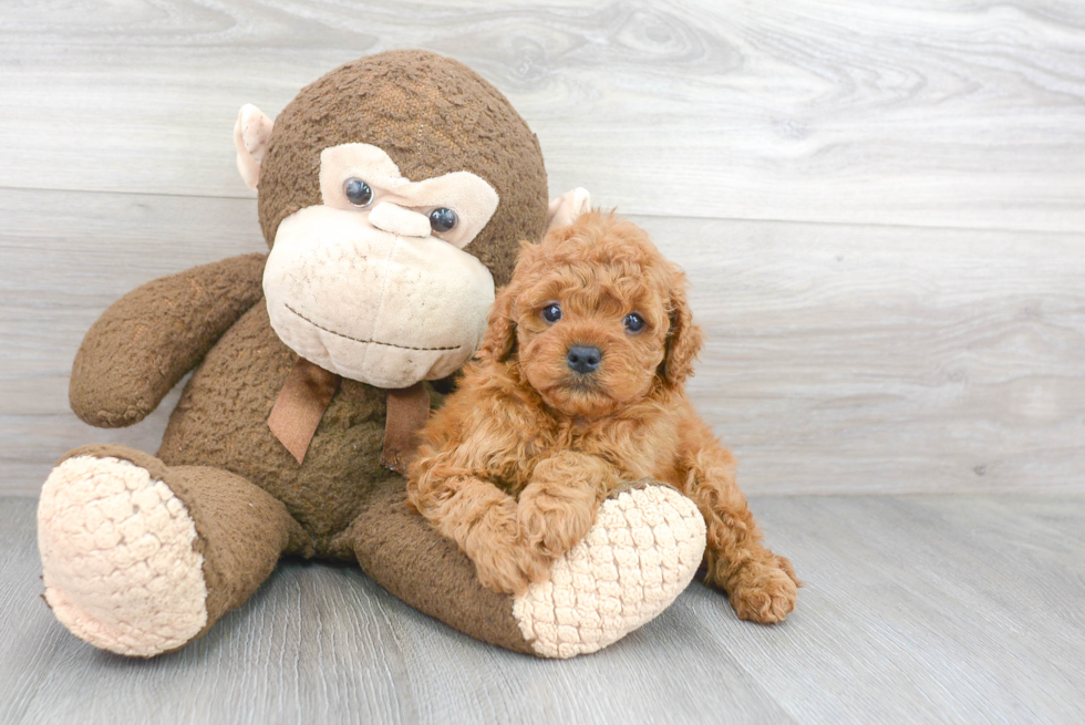 Playful Cavoodle Poodle Mix Puppy