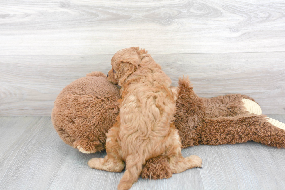 Cavapoo Pup Being Cute