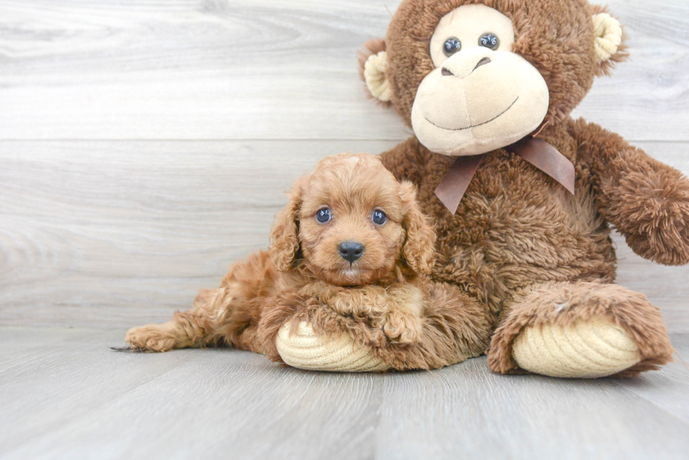 Cavapoo Puppy for Adoption