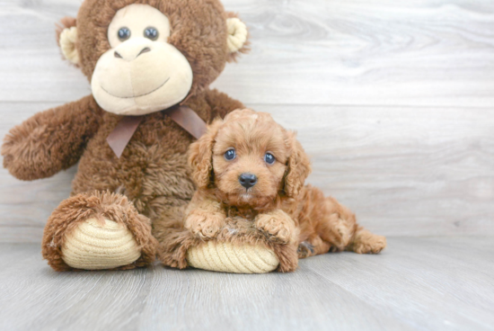 Best Cavapoo Baby