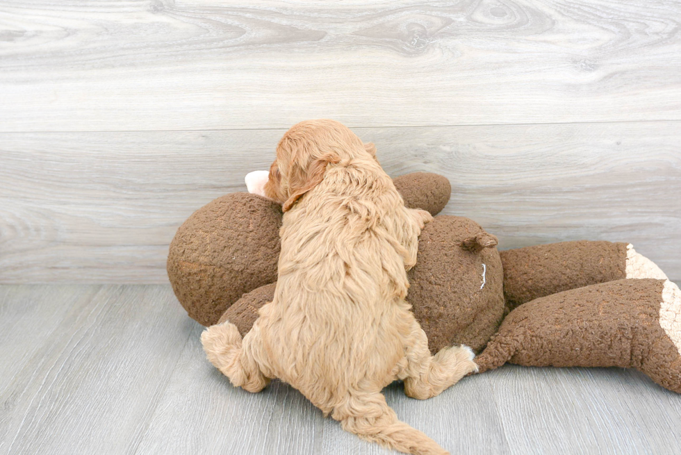 Best Cavapoo Baby