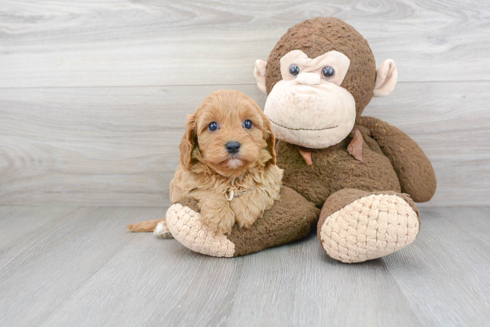 Adorable Cavoodle Poodle Mix Puppy