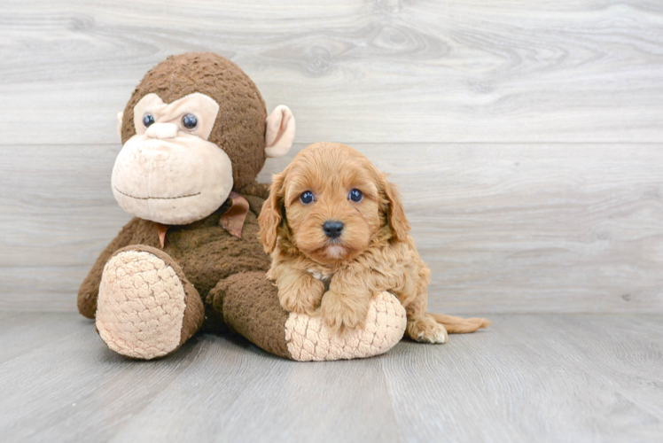 Cavapoo Puppy for Adoption