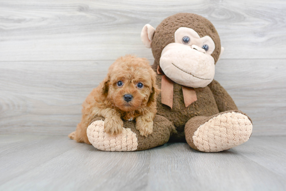 Cavapoo Pup Being Cute