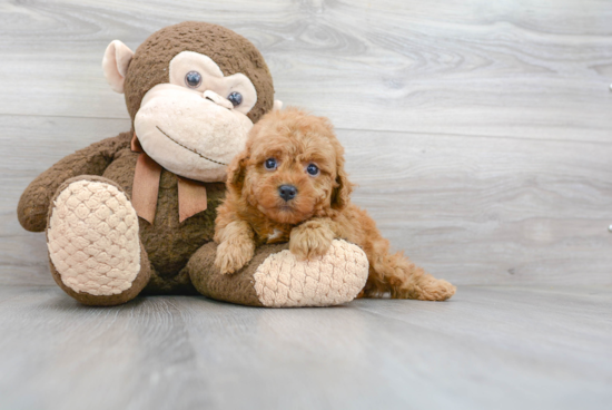 Friendly Cavapoo Baby