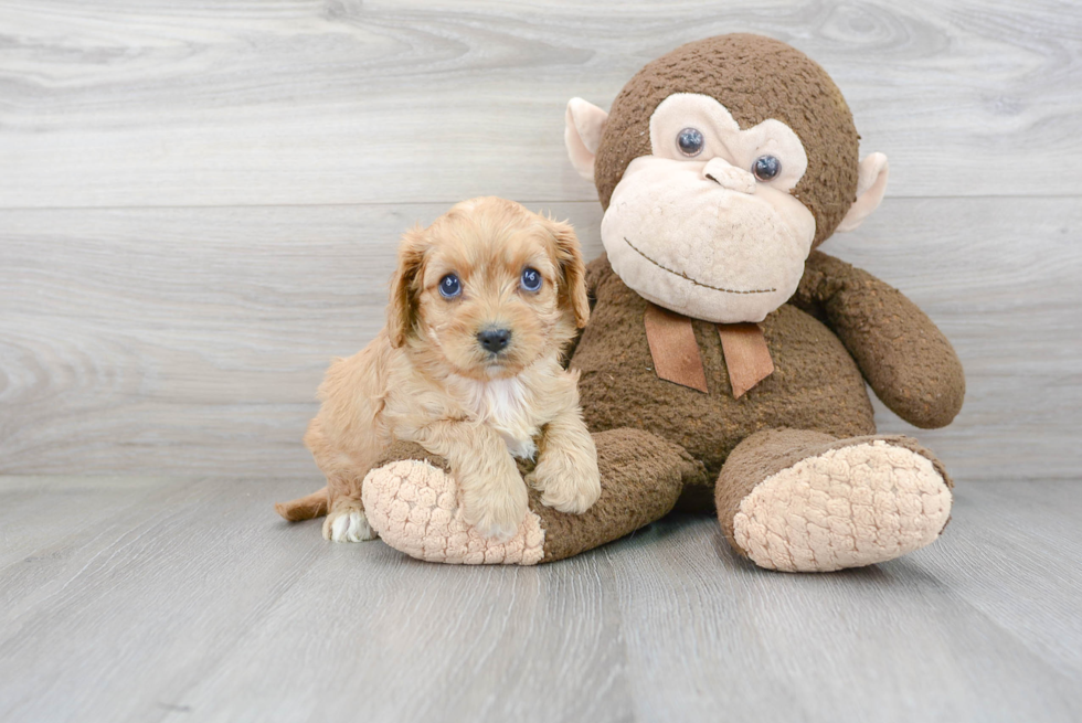 Happy Cavapoo Baby