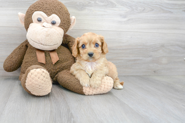 Cavapoo Pup Being Cute