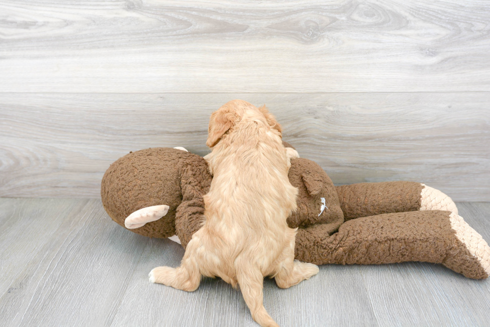 Cavapoo Puppy for Adoption