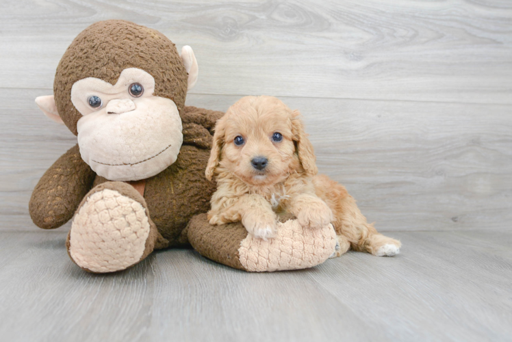 Popular Cavapoo Poodle Mix Pup