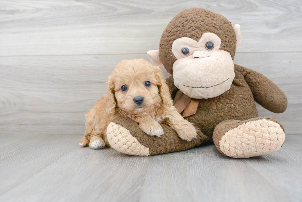 Adorable Cavoodle Poodle Mix Puppy